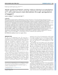 Adult Epidermal Notch Activity Induces Dermal Accumulation of T Cells and Neural Crest Derivatives Through Upregulation of Jagged 1 Carrie A