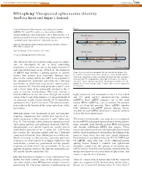 RNA Splicing: Unexpected Spliceosome Diversity Jan-Peter Kreivi and Angus I