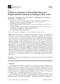 Cellular Localization of Wheat High Molecular Weight Glutenin Subunits in Transgenic Rice Grain