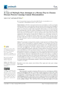 A Case of Multiple Stun Attempts in a Bovine Due to Chronic Disease Process Causing Cranial Abnormalities