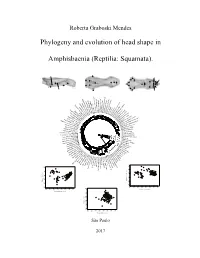 Phylogeny and Evolution of Head Shape in Amphisbaenia