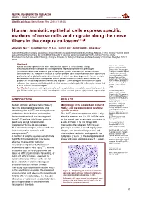 Human Amniotic Epithelial Cells Express Specific Markers of Nerve Cells and Migrate Along the Nerve Fibers in the Corpus Callosum***☆