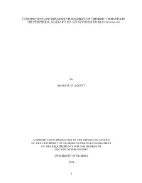 1 CONSTRUCTION and DISULFIDE CROSSLINKING of CHIMERIC B