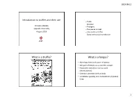 Introduction to Truffles and Their Use 20190812