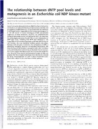 The Relationship Between Dntp Pool Levels and Mutagenesis in an Escherichia Coli NDP Kinase Mutant