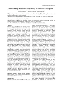 Understanding the Substrate Specificity of Conventional Calpains