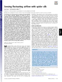 Sensing Fluctuating Airflow with Spider Silk