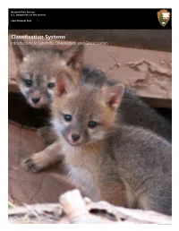 Classification Systems Activity Guide