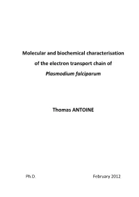 Molecular and Biochemical Characterisation of the Electron Transport Chain of Plasmodium Falciparum
