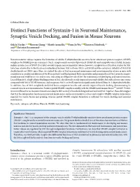 Distinct Functions of Syntaxin-1 in Neuronal Maintenance, Synaptic Vesicle Docking, and Fusion in Mouse Neurons
