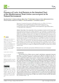 Presence of Lactic Acid Bacteria in the Intestinal Tract of the Mediterranean Trout (Salmo Macrostigma) in Its Natural Environment