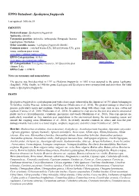 Spodoptera Frugiperda