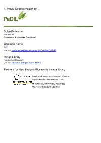 1. Padil Species Factsheet Scientific Name: Common Name Image Library Partners for New Zealand Biosecurity Image Library