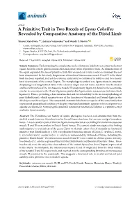 A Primitive Trait in Two Breeds of Equus Caballus Revealed by Comparative Anatomy of the Distal Limb
