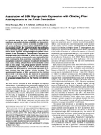 Association of BEN Glycoprotein Expression with Climbing Fiber Axonogenesis in the Avian Cerebellum