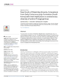 New Fossils of Elateridae