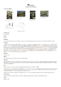 Acacia Celsa Tindale