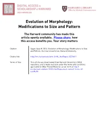 Evolution of Morphology: Modifications to Size and Pattern