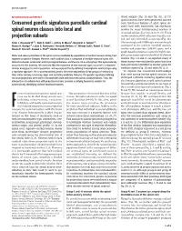 Conserved Genetic Signatures Parcellate Cardinal Spinal Neuron Classes Into Local and Projection Subsets Peter J