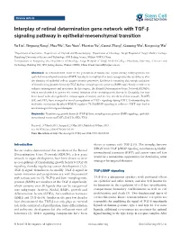 Interplay of Retinal Determination Gene Network with TGF-Β Signaling