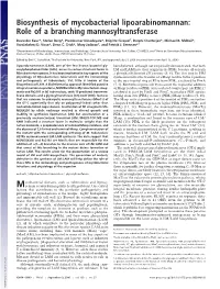Biosynthesis of Mycobacterial Lipoarabinomannan: Role of a Branching Mannosyltransferase