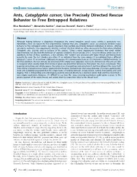 Ants, Cataglyphis Cursor, Use Precisely Directed Rescue Behavior to Free Entrapped Relatives