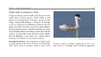 Clark's Grebe Aechmophorus Clarkii Long Considered a Color Morph Of