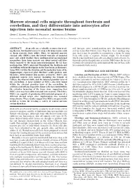 Marrow Stromal Cells Migrate Throughout Forebrain and Cerebellum, and They Differentiate Into Astrocytes After Injection Into Neonatal Mouse Brains