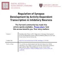 Regulation of Synapse Development by Activity Dependent Transcription in Inhibitory Neurons
