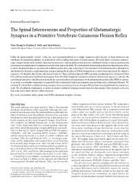 The Spinal Interneurons and Properties of Glutamatergic Synapses in a Primitive Vertebrate Cutaneous Flexion Reflex