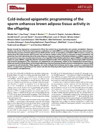 Cold-Induced Epigenetic Programming of the Sperm Enhances Brown Adipose Tissue Activity in the Offspring
