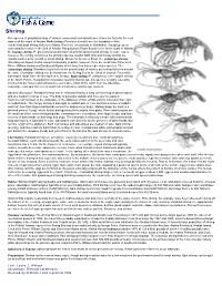 Shrimp: Wildlife Notebook Series