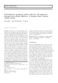 Cell-Substrate Mechanics Guide Collective Cell Migration Through Intercellular Adhesion: a Dynamic ﬁnite Element Cellular Model