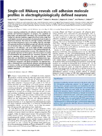 Single-Cell Rnaseq Reveals Cell Adhesion Molecule Profiles in Electrophysiologically Defined Neurons