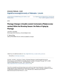 Plumage Changes in Double-Crested Cormorants (&lt;I&gt;Phalacrocorax
