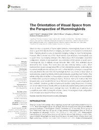 The Orientation of Visual Space from the Perspective of Hummingbirds