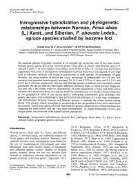 Introgressive Hybridization and Phylogenetic Relationships Between Norway, Picea Abies (L.) Karst., and Siberian, P