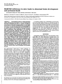 MARCKS Deficiency in Mice Leads to Abnormal Brain