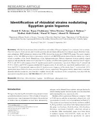 Identification of Rhizobial Strains Nodulating Egyptian Grain Legumes Hamdi H