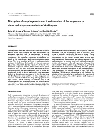 Disruption of Morphogenesis and Transformation of the Suspensor in Abnormal Suspensor Mutants of Arabidopsis