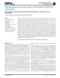 The Elucidation of Stress Memory Inheritance in Brassica Rapa Plants