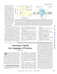 Learning to Speak the Language of Proteins