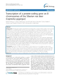 Transcription of a Protein-Coding Gene on B Chromosomes of the Siberian