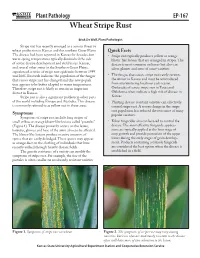 Wheat Stripe Rust