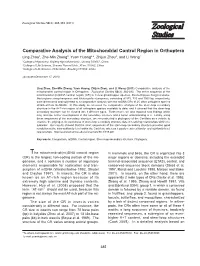 Comparative Analysis of the Mitochondrial Control Region In