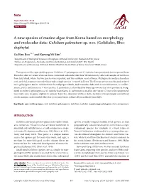 A New Species of Marine Algae from Korea Based on Morphology and Molecular Data: Gelidium Palmatum Sp
