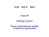 Ethology of Geese; Fixed Action Patterns and The