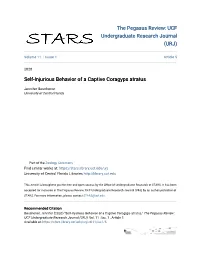 Self-Injurious Behavior of a Captive Coragyps Atratus