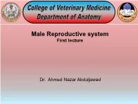 Male Reproductive System First Lecture