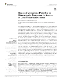Boosted Membrane Potential As Bioenergetic Response to Anoxia in Dinoroseobacter Shibae